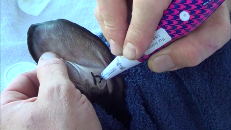 best rabbit tattoo pen